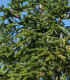 Jedle východohimalájská - Abies spectabilis - semena jedle - 7 ks