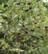 Černý jeřáb - Aronia melanocarpa - semena jeřábu - 7 ks