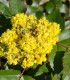 Mahónie cesmínolistá - Mahonia aquifolium - semena mahónie - 5 ks