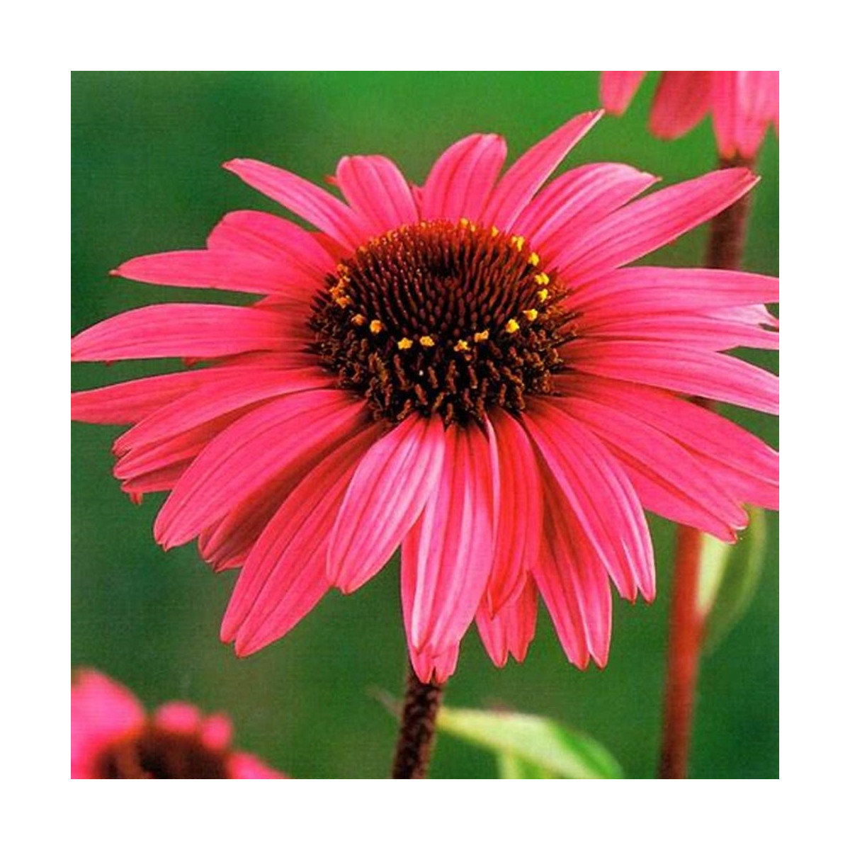 Třapatkovka purpurová - Echinacea - prostokořenné sazenice třapatkovky - 1 ks
