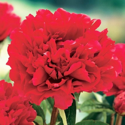 Pivoňka Felix Crouse - Paeonia lactiflora - hlízy pivoňky - 1 ks