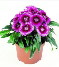 Hvozdík Chiba Purple Picotee F1 - Dianthus - semena hvozdíku - 18 ks