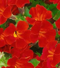 Kejklířka Magic Red - Mimulus hybridus - semena kejklířky - 30 ks