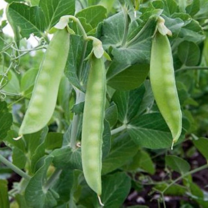 BIO Hrách cukrový Ambrosia - Pisum sativum - bio semena hrachu - 45 ks