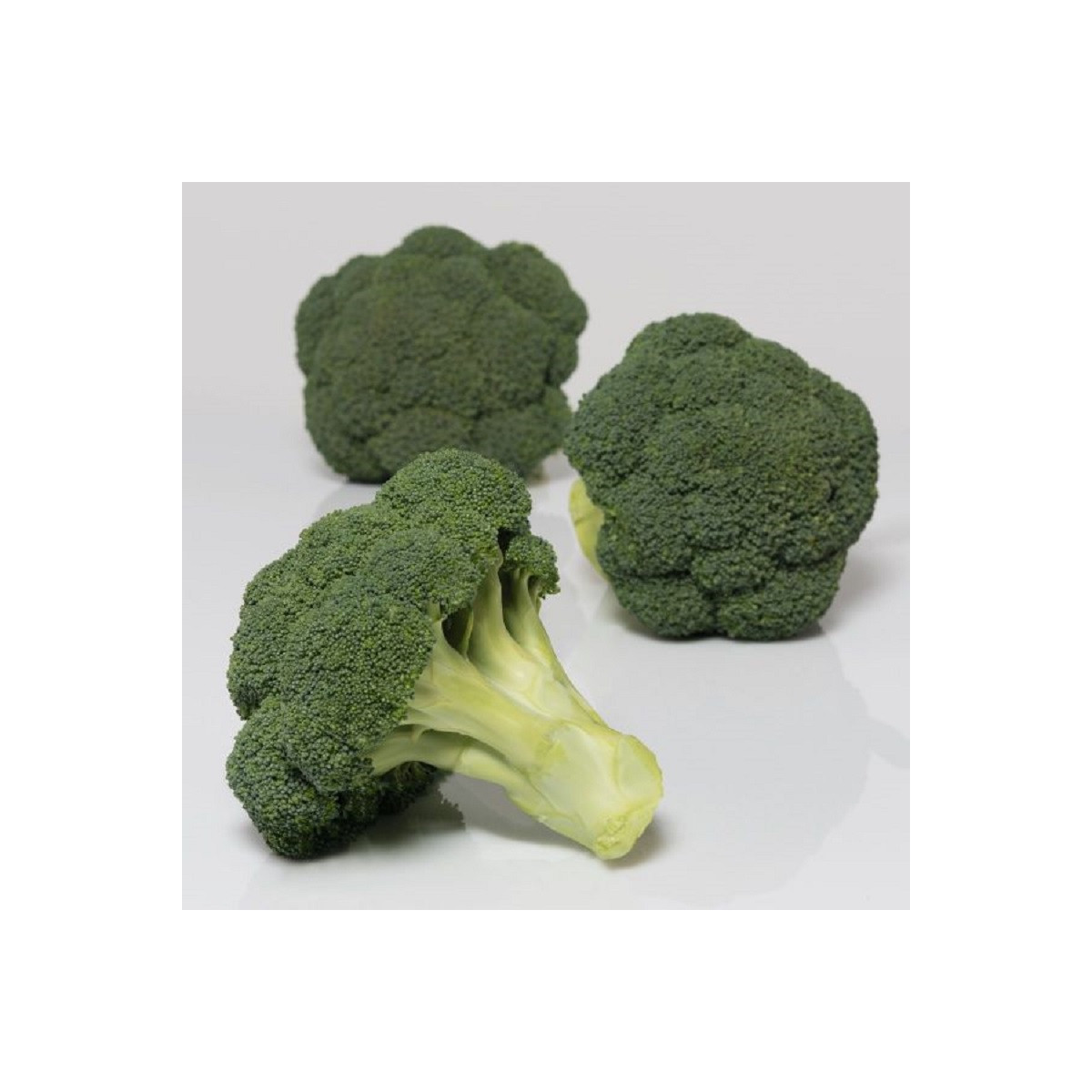 BIO Brokolice Covina F1 - Brassica oleracea L. - bio semena brokolice - 20 ks