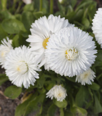 Sedmikráska obecná Habanera bílá - Bellis perennis - semena sedmikrásky - 40 ks