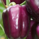 Paprika Beluga Lilac F1 - Capsicum annuum - semena papriky - 6 ks