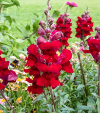 Hledík větší Rocket F1 Red - Antirrhinum majus - semena hledíku - 20 ks