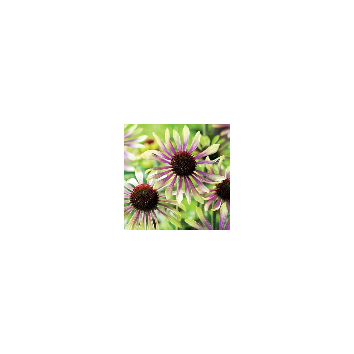Třapatkovka Green Twister - Echinacea purpurea - prostokořenné sazenice třapatkovky - 1 ks