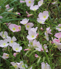 Pupalka růžová kobercová - Oenothera speciosa - semena pupalky - 50 ks