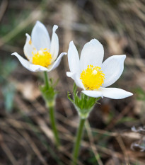 Koniklec obecný White Bells - Pulsatilla vulgaris - semena koniklece - 20 ks