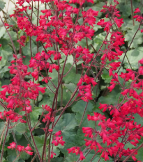 Dlužicha Coral Forest - Heuchera - semena dlužichy - 20 ks