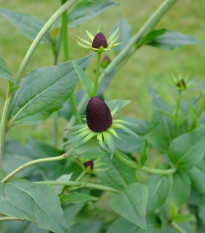 Třapatka západní - Rudbeckia occidentalis - semena třapatky - 30 ks