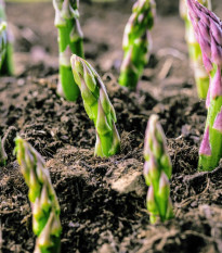 Chřest Gijnlim - Asparagus officinalis - prostokořenné sazenice chřestu - 1 ks