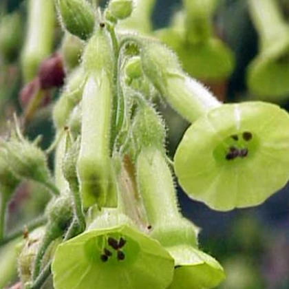 Tabák Jihoamerický - Nicotiana langsdorffii - semena tabáku - 25 ks
