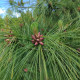 Borovice himalájská - Pinus wallichiana - semena borovice - 5 ks