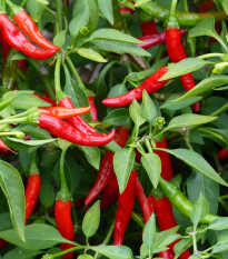 Chilli Kajenský pepř - Capsicum annuum - semena chilli - 8 ks