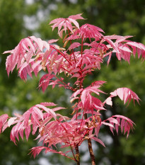 Česnekovník čínský - Toona sinensis - semena česnekovníku - 7 ks