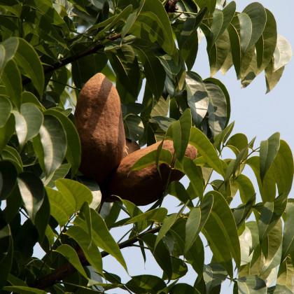 Mahagon – Swietenia mahagoni – semena mahagonu