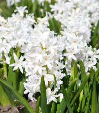 Hyacint White Pearl - Hyacinthus orientalis - cibule hyacintu - 1 ks