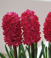 Hyacint Jan Bos - Hyacinthus - cibule hyacintu - 1 ks