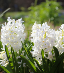 Hyacint Carnegie - Hyacinthus L. - cibule hyacintu - 1 ks