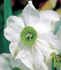 Narcis Sinopel - Narcissus Sinopel - cibule narcisu - 3 ks