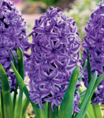 Hyacint plnokvětý Lili Purple - Hyacinthus - cibule hyacintu - 1 ks