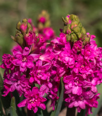 Hyacint plnokvětý Red Diamond - Hyacinthus - cibule hyacintu - 1 ks