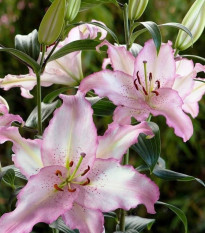 Lilie Brasilia - Lilium - cibule lilie - 1 ks