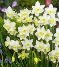 Narcis Pueblo - Narcissus - cibule narcisu - 3 ks