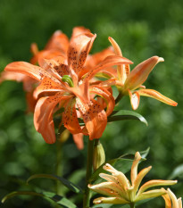 Lilie Must See - Lilium - cibule lilie - 1 ks