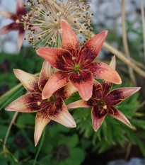 Lilie Whistler - Lilium - cibule lilie - 1 ks