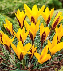 Krokus širokolistý - Crocus angustifolius - hlízy krokusu - 3 ks