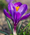 Krokus Flower Record - Crocus vernus - hlízy krokusu - 3 ks