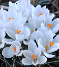 Krokus Jeanne d Arc - Crocus vernus - hlízy krokusu - 3 ks