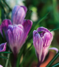 Krokus Pickwick - Crocus vernus - hlízy krokusu - 3 ks