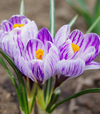 Krokus King of Striped - Crocus vernus - hlízy krokusu - 3 ks