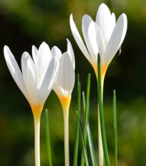 Krokus Ochroleucus - Crocus ochroleucus - hlízy krokusu - 3 ks