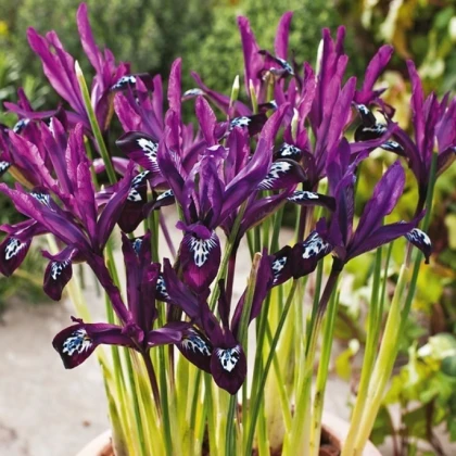 Kosatec síťkovaný Pauline - Iris reticulata - cibulky kosatce - 3 ks