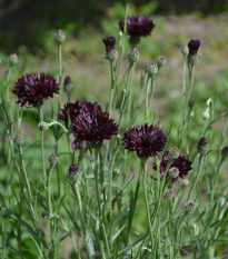 Chrpa černá - Centaurea cyanus - semena chrpy - 50 ks