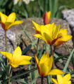 Tulipán Clusiana Chrysantha - Tulipa - cibule tulipánu - 3 ks