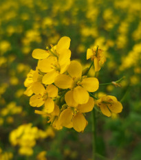 BIO Hořčice černá - Brassica nigra - semena hořčice - 50 ks