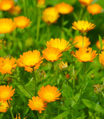 BIO Měsíček lékařský oranžový - Calendula officinalis - semena měsíčku - 30 ks