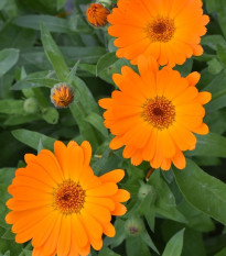 Měsíček lékařský Orange Daisy - Calendula officinalis - semena měsíčku - 60 ks