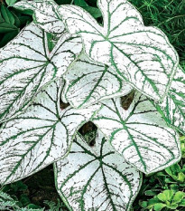 Kaládium Candidum Sr - Caladium bicolor - hlízy kaládia - 1 ks