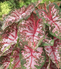 Kaládium Carolyn Whorton - Caladium bicolor - hlízy kaládia - 1 ks