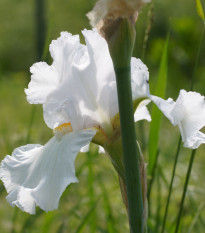 Kosatec německý bílý - Iris germanica - hlízy kosatce - 1 ks