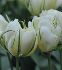 Tulipán Exotic Emperor - Tulipa - cibule tulipánu - 3 ks