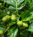 Noni - Morinda citrifolia - semena noni - 5 ks